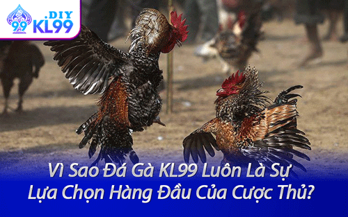 Vì Sao Đá Gà KL99 Luôn Là Sự Lựa Chọn Hàng Đầu Của Cược Thủ?